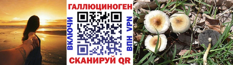 shop состав  Катайск  Псилоцибиновые грибы ЛСД 